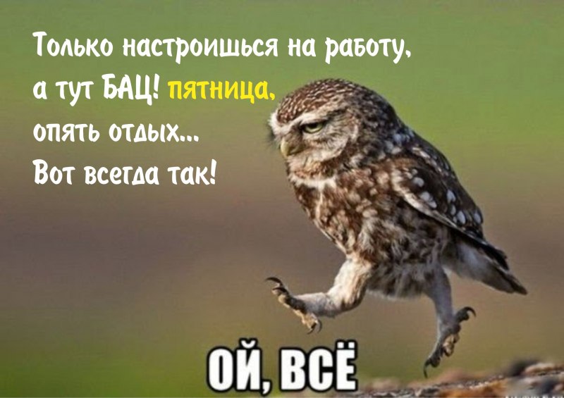 НЕВКОС Филин