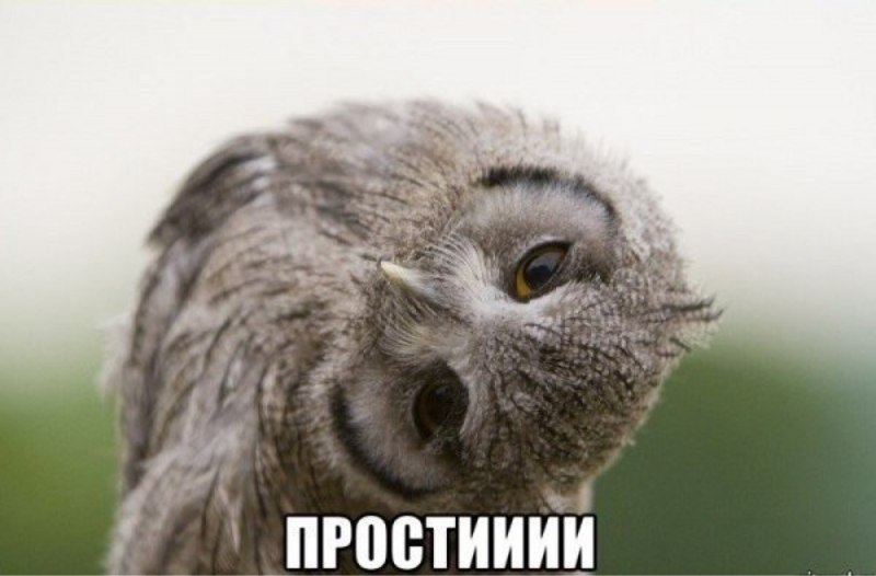 Удивленная Сова