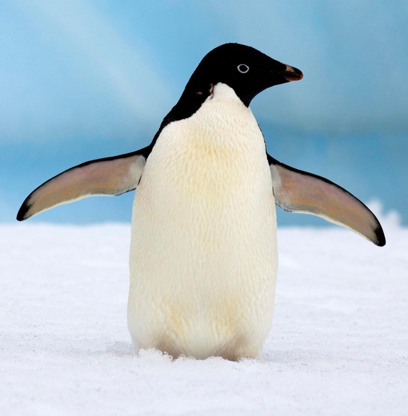 Пингвин для детей цветные (62 фото)