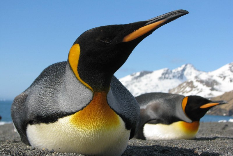 Aptenodytes patagonicus