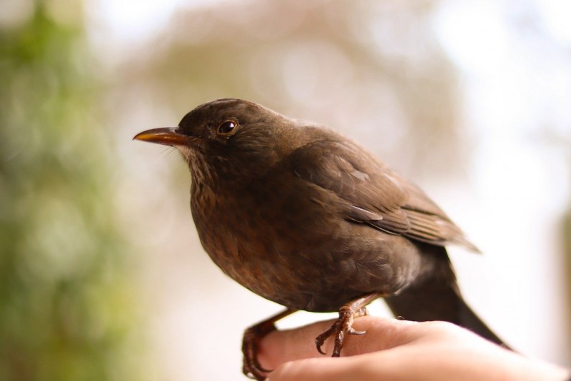 Turdus Merula самка