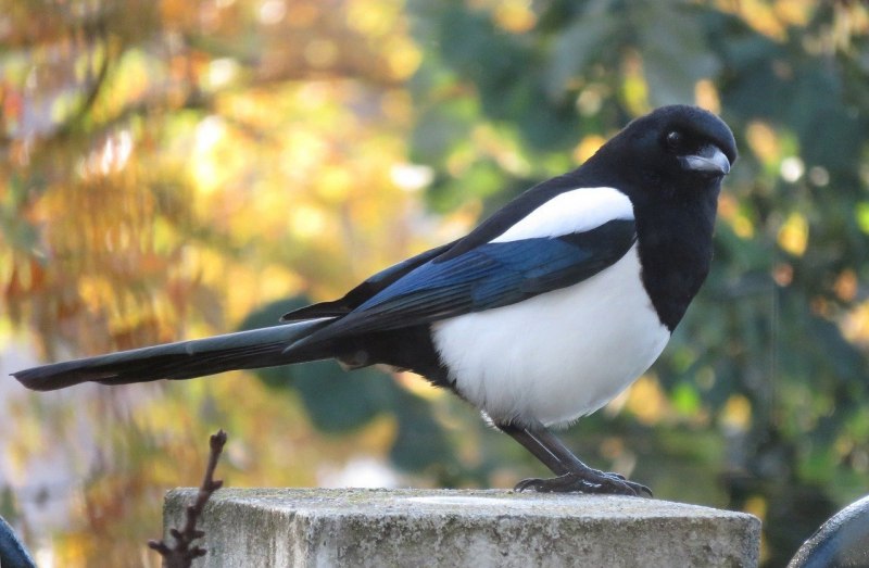 Pied Butcherbird