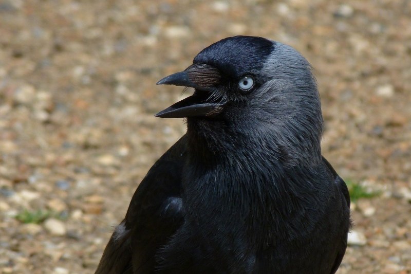 Кулик-сорока Haematopus ostralegus