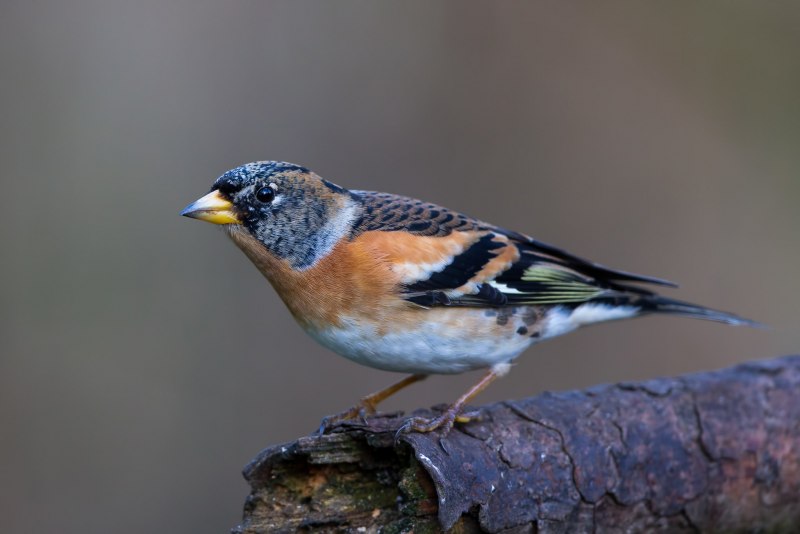 Юрок (fringilla montifringilla)