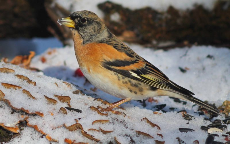 Юрок (fringilla montifringilla)