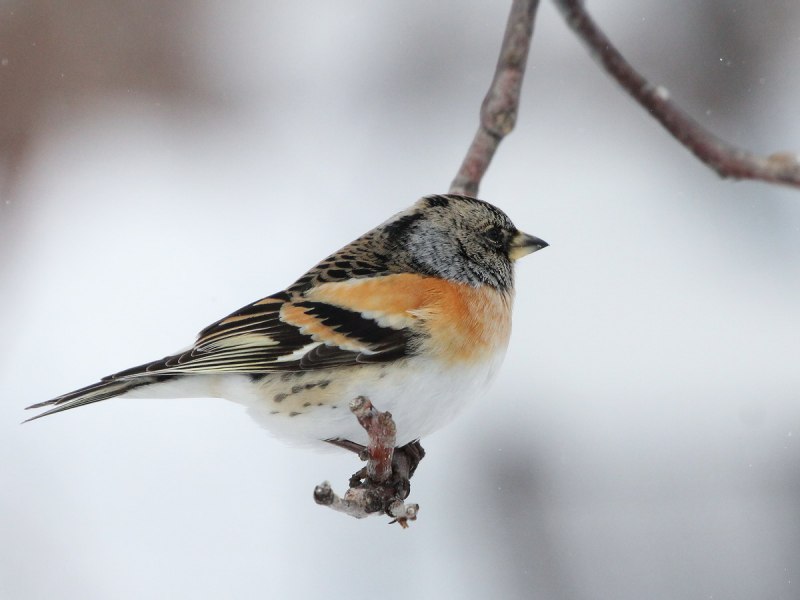 Юрок (fringilla montifringilla)