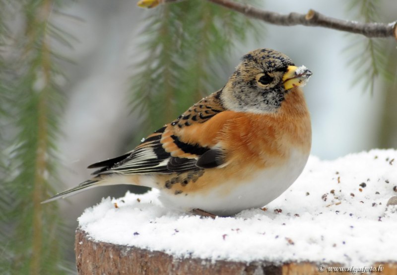 Юрок (fringilla montifringilla)