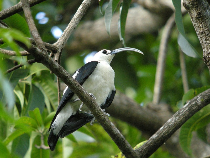 Falculea palliata