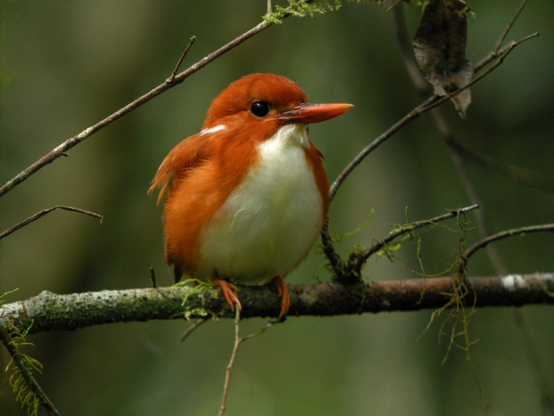 Madagascar Pygmy Kingfisher