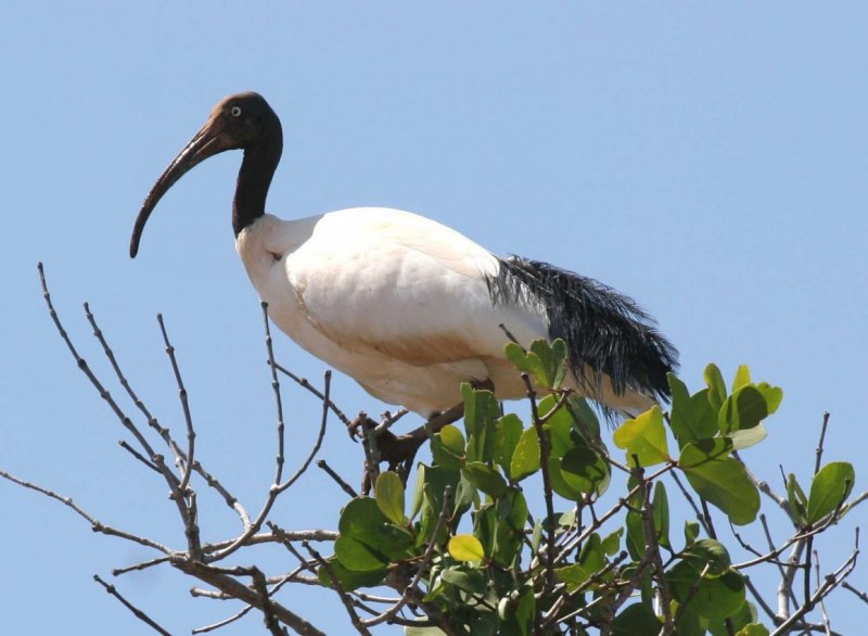 Священный Ибис (Threskiornis aethiopicus)