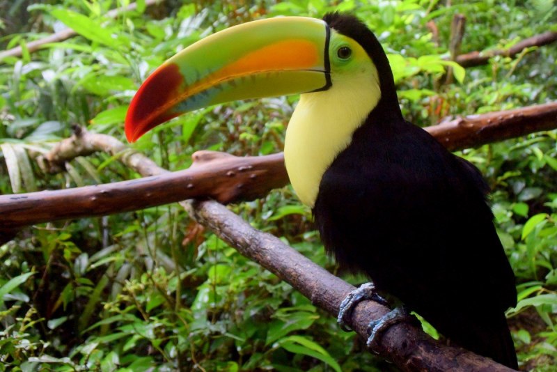 Paradisaea Rudolphi