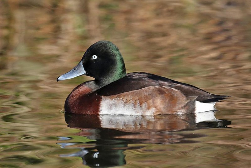 Aythya nyroca