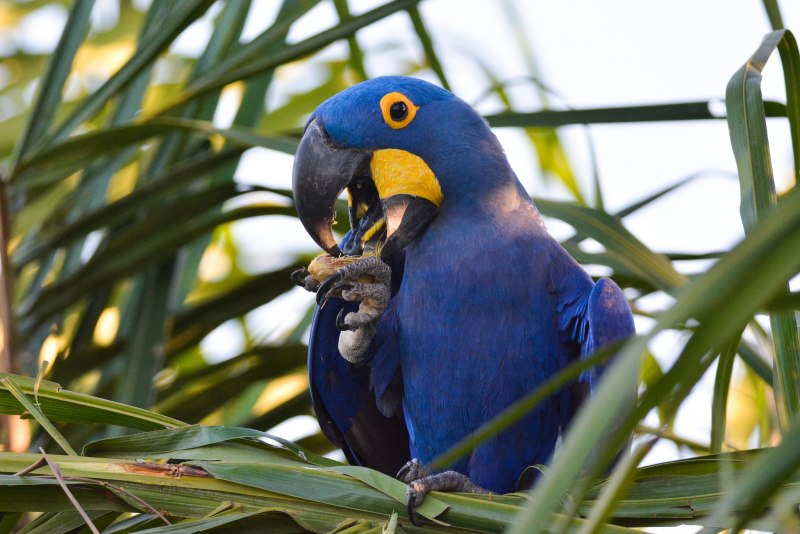 Blue Macaw попугай