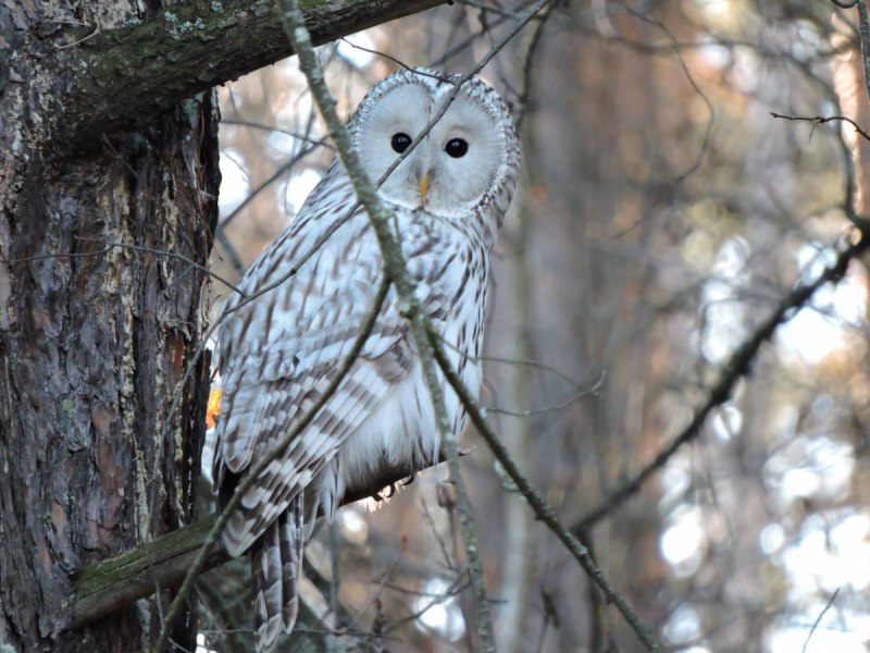 Филин обыкновенный (Bubo Bubo)
