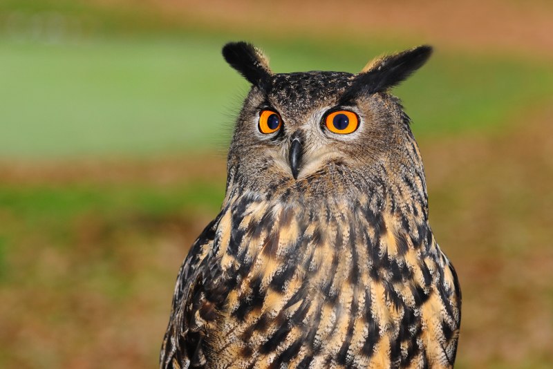 Серая неясыть (Strix aluco)