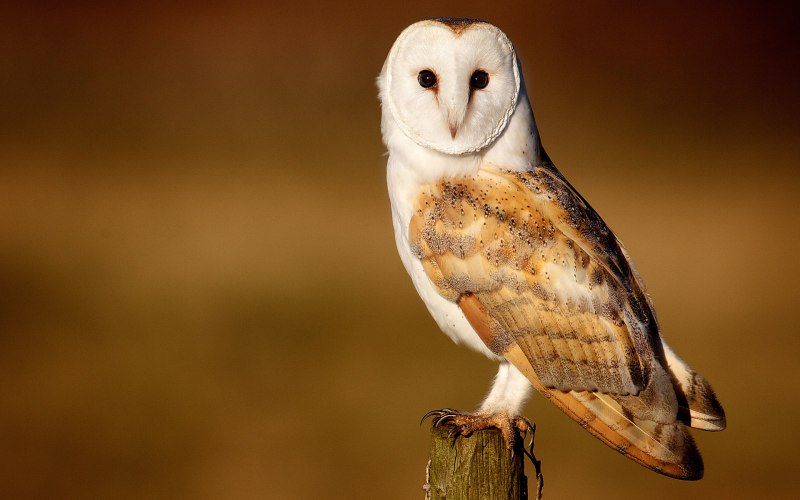 Птенцы Филина Bubo