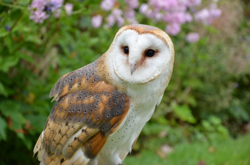 Филин обыкновенный (Bubo Bubo)