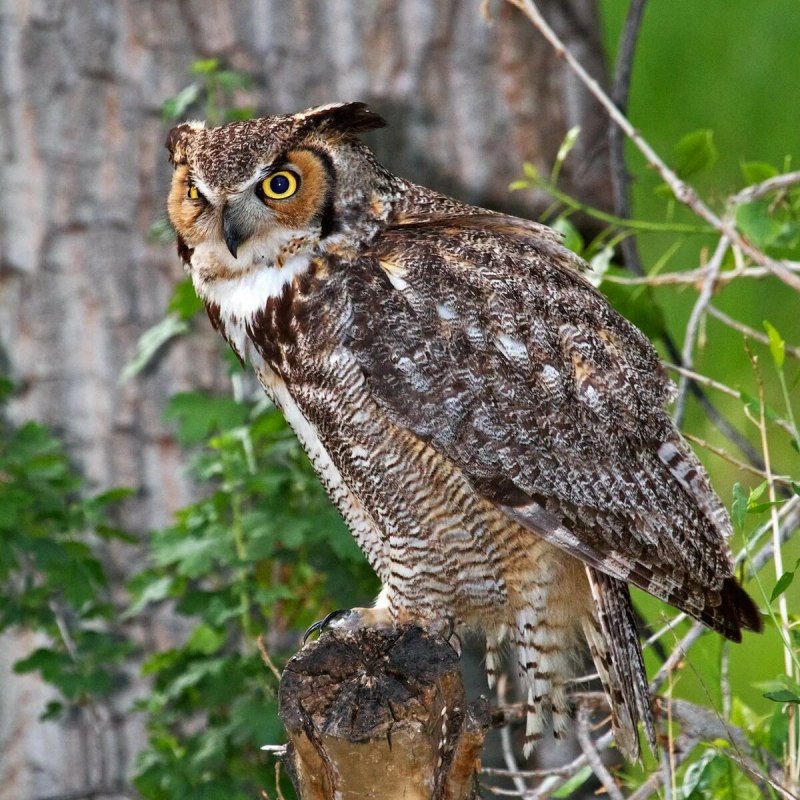 Филин Bubo Bubo
