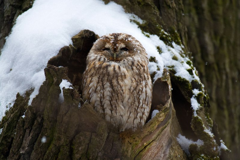 Филин обыкновенный (Bubo Bubo)