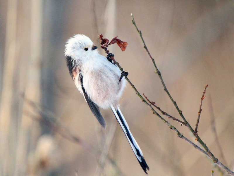 Серый Дрозд (Grey Catbird)