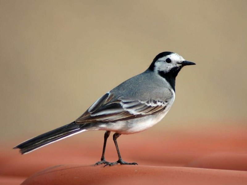 Scissor tailed Flycatcher