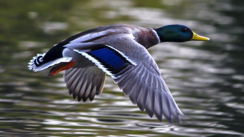 Маллард» / Mallard