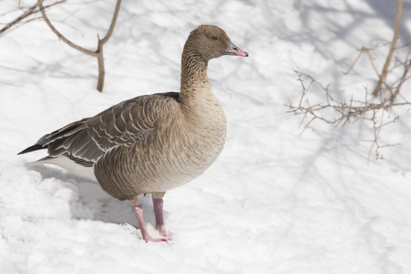 Tundra Bean Goose)