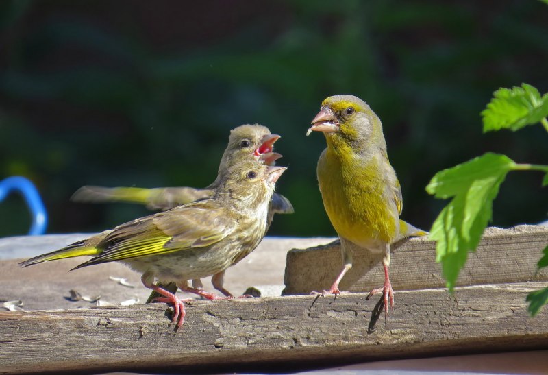 Зеленушка (обыкновенная зеленушка) (Chloris Chloris (Carduelis Chloris))