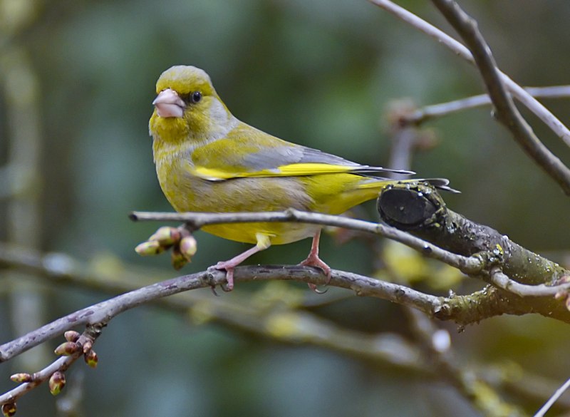 Зеленушка (Chloris Chloris)