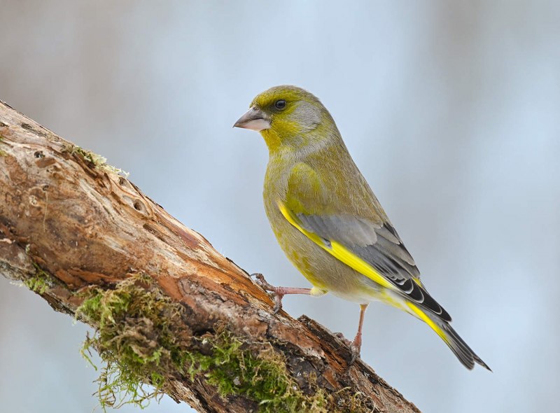 Зеленушка (обыкновенная зеленушка) (Chloris Chloris (Carduelis Chloris))
