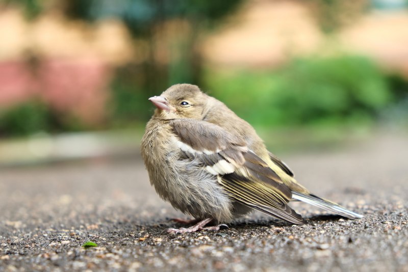 Миртовый Лесной певун (Dendroica coronata)