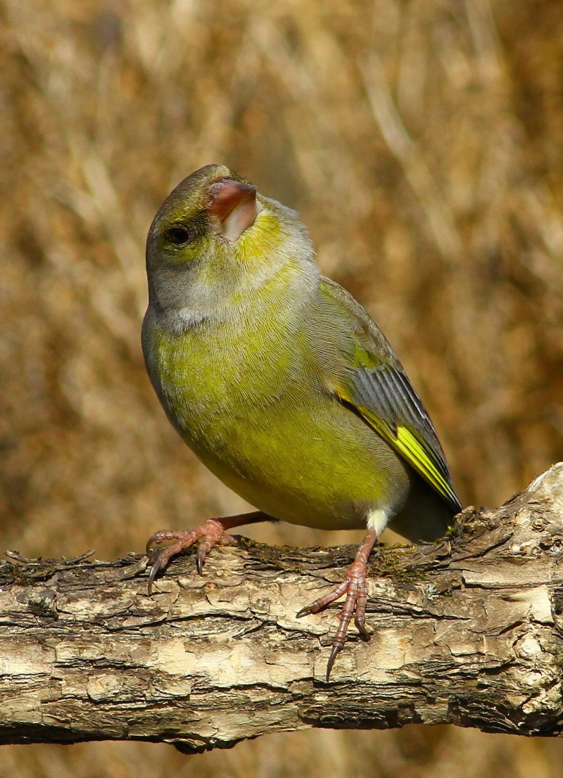 Зеленушка (Chloris Chloris)