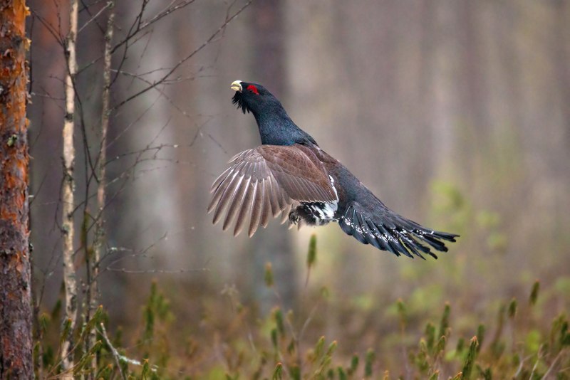 Глухарь (Tetrao urogallus)