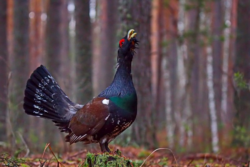 Каменный Глухарь (Tetrao parvirostris)