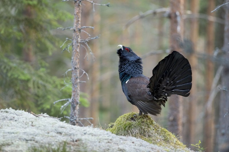 Каменный Глухарь (Tetrao parvirostris)