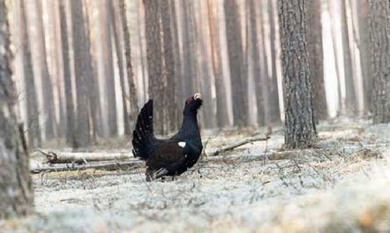 Чернобрюхий Глухарь