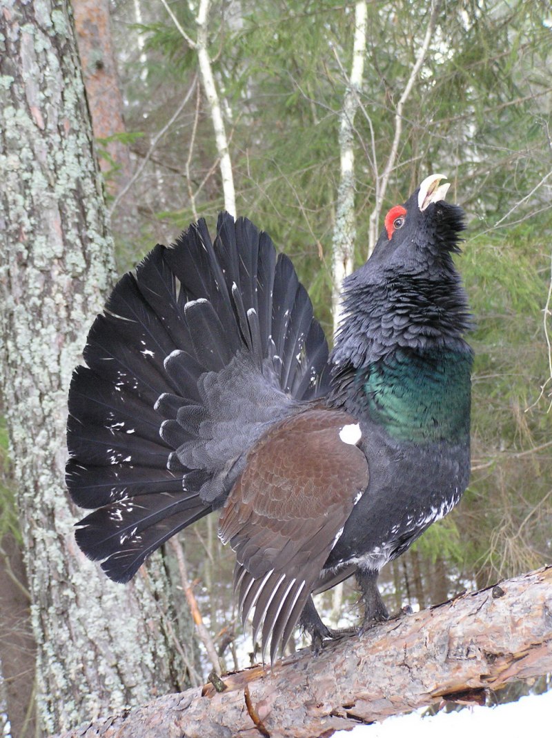 Capercaillie птица