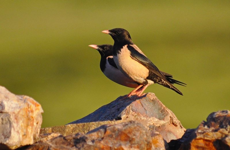 Розовый скворец (Sturnus roseus)