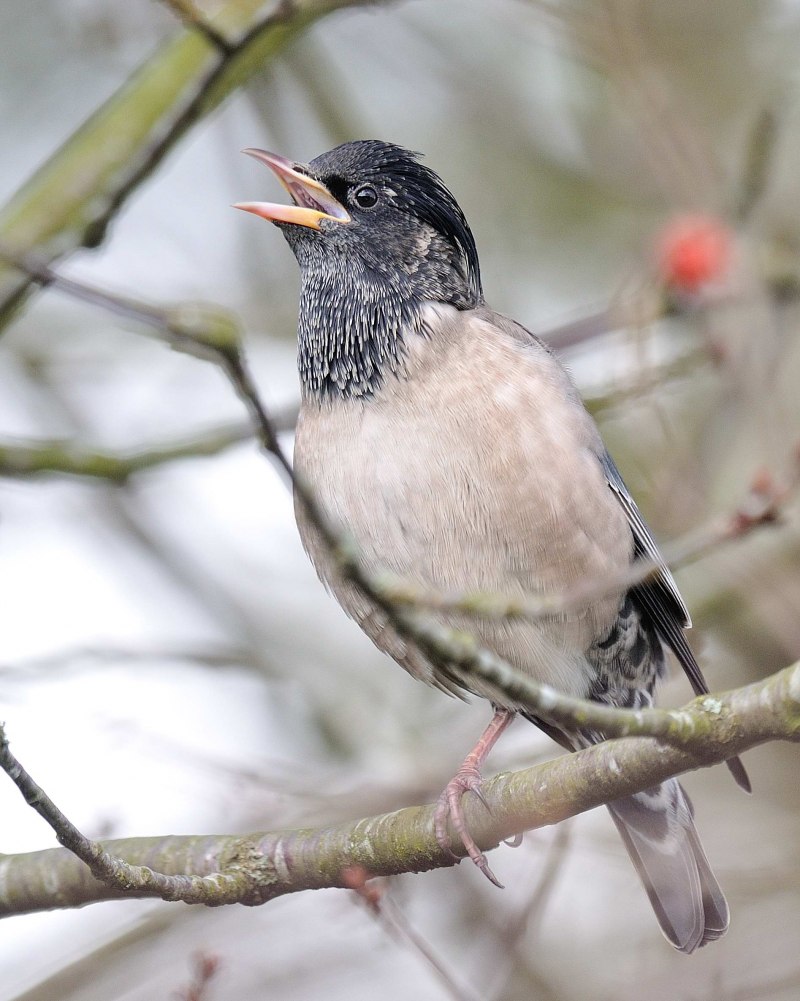 Rosy Starling