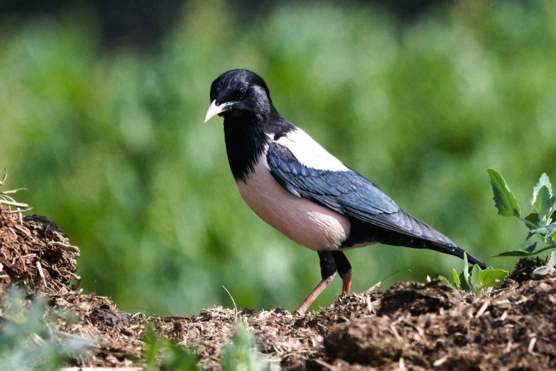 Розовый скворец Sturnus roseus (Linnaeus, 1758)