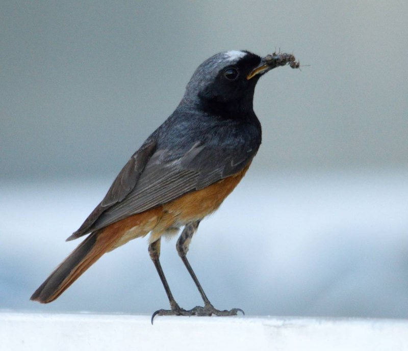 Черная птичка с оранжевым хвостом (68 фото)