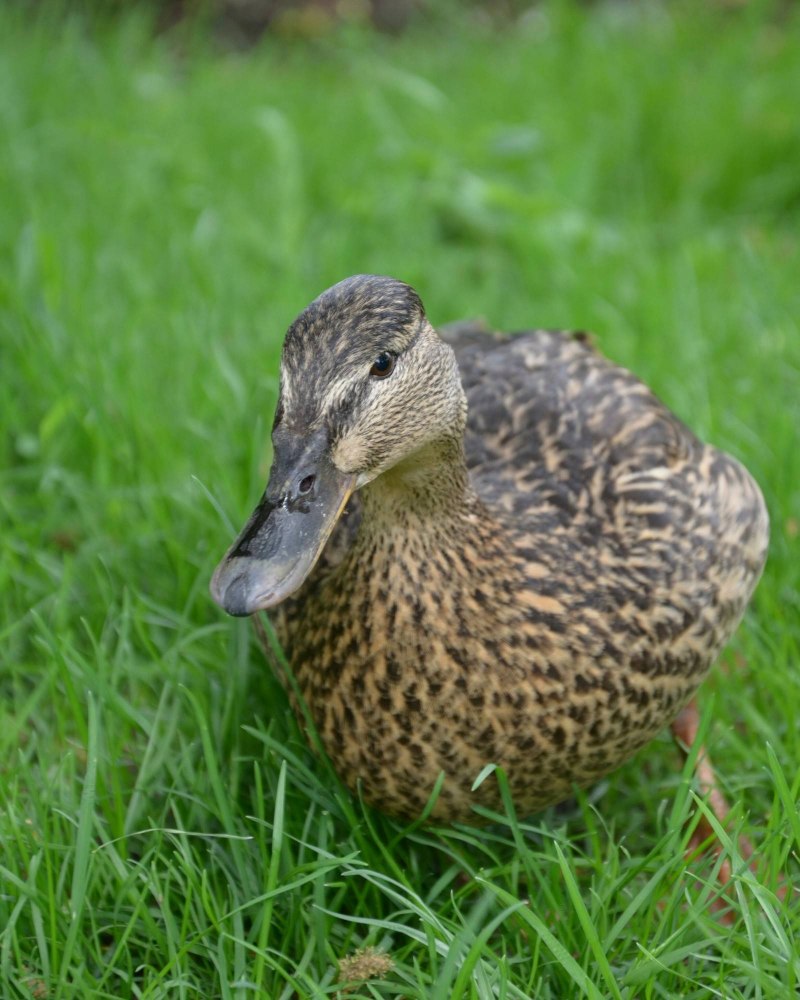 The Swan and Mallard