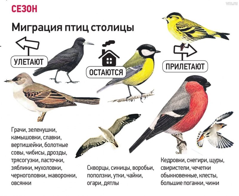 Лесные птицы средней полосы зимующие