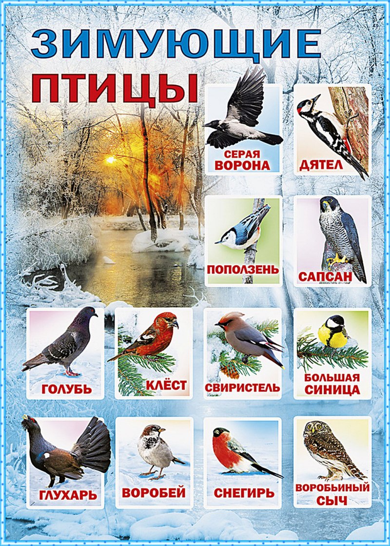 Картинки с названиями зимующих птиц (36 фото) ⋆ биржевые-записки.рф