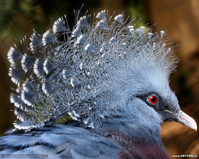 Китайская шелковая (Silkie Bantam)