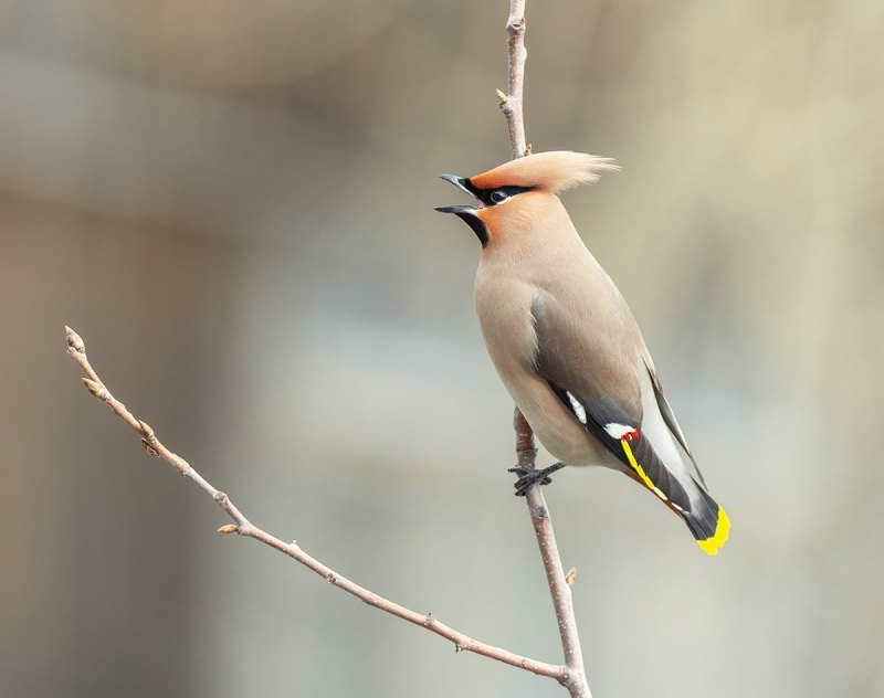 Чибис Vanellus Vanellus
