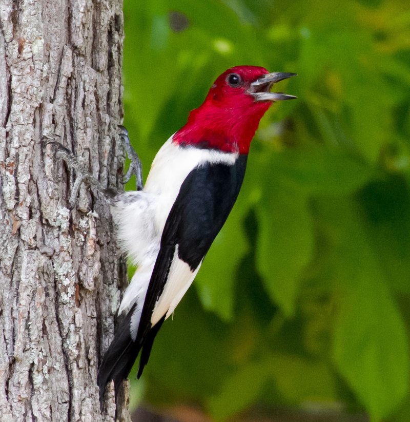Melanerpes erythrocephalus