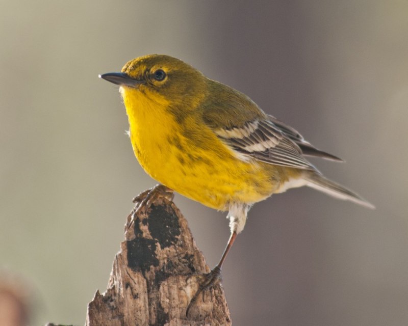 Parus Major синица большая самец