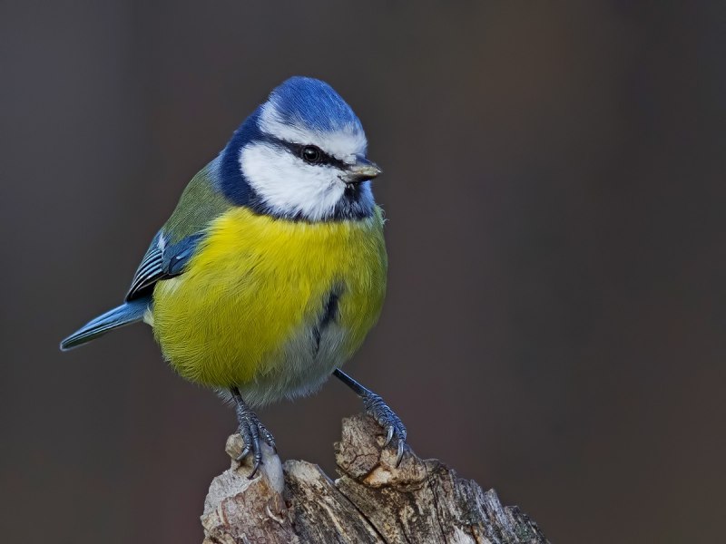 Coereba flaveola