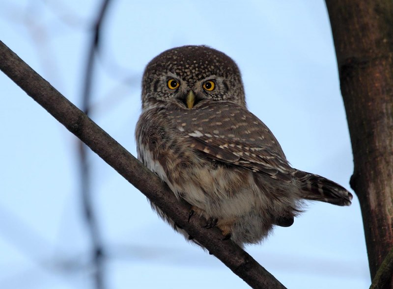 Воробьиный Сыч - Glaucidium passerinum